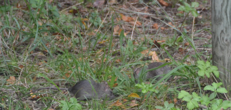 Mus musculus Linnaeus, 1758