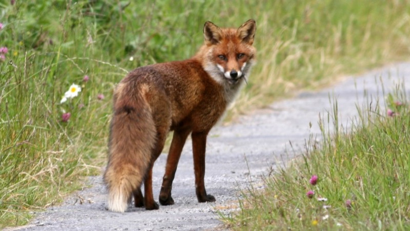 Vulpes vulpes (Linnaeus, 1758)