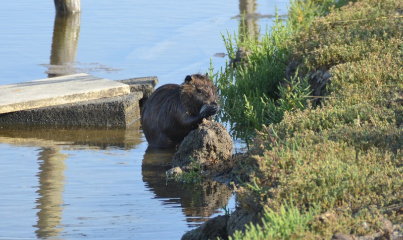 Myocastor coypus (Molina, 1782)