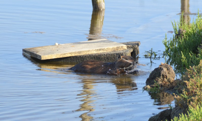 Myocastor coypus (Molina, 1782)