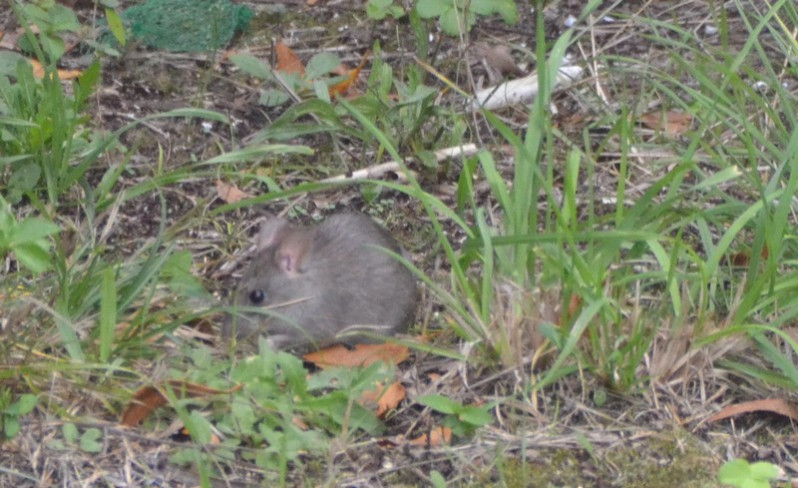 Mus musculus Linnaeus, 1758