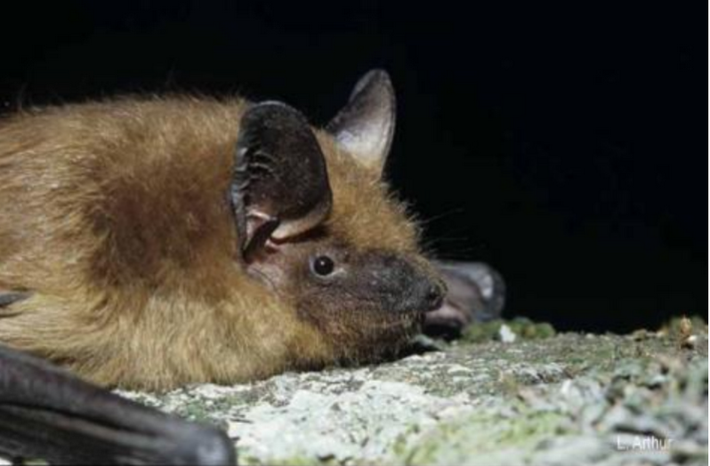 Eptesicus serotinus (Schreber, 1774)