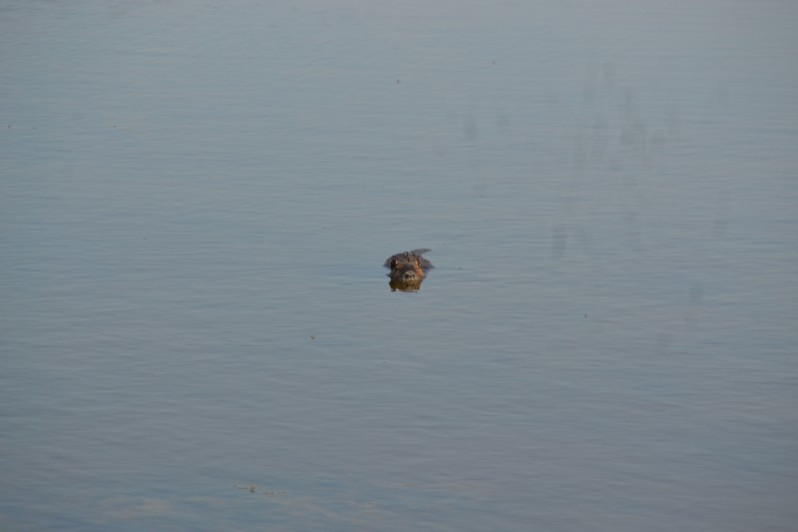 Myocastor coypus (Molina, 1782)