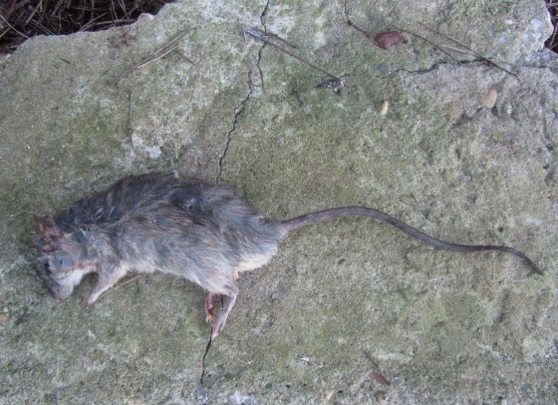 Rattus rattus (Linnaeus, 1758)