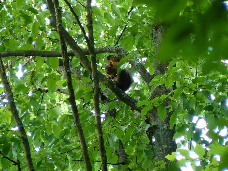 Sciurus vulgaris Linnaeus, 1758