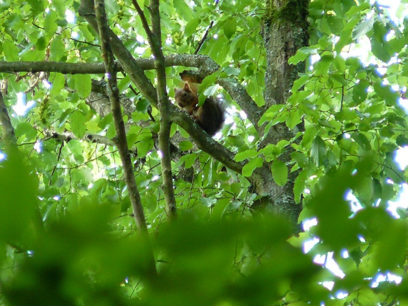 Sciurus vulgaris Linnaeus, 1758
