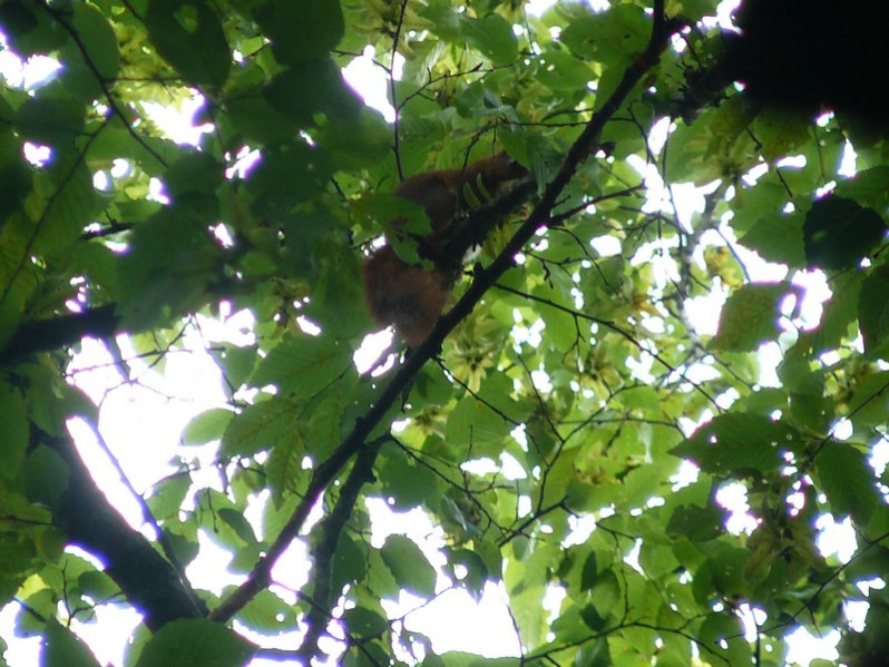 Sciurus vulgaris Linnaeus, 1758