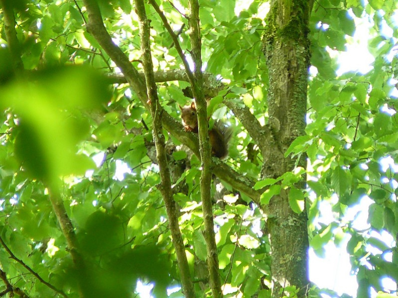 Sciurus vulgaris Linnaeus, 1758