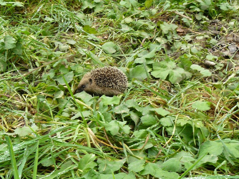 Erinaceus europaeus Linnaeus, 1758