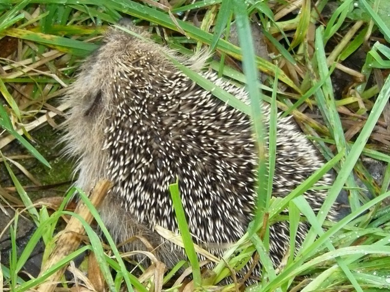 Erinaceus europaeus Linnaeus, 1758