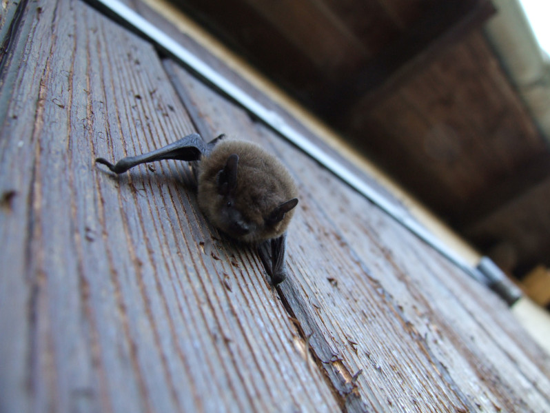 Pipistrellus pipistrellus (Schreber, 1774)