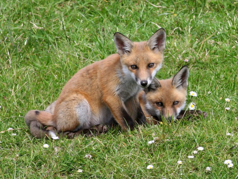 Vulpes vulpes (Linnaeus, 1758)