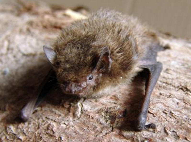 Pipistrellus nathusii (Keyserling & Blasius, 1839)