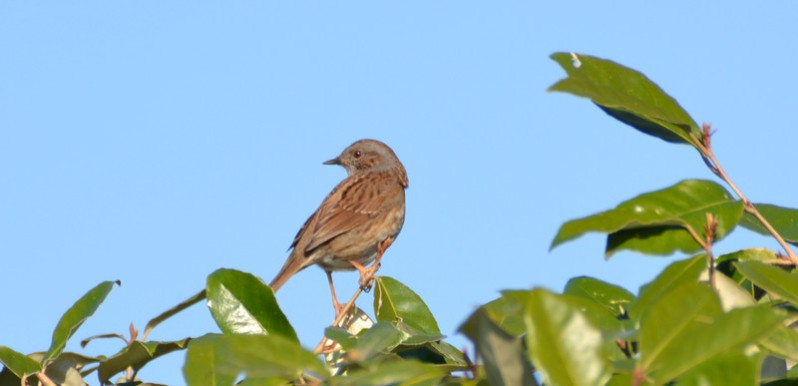 Prunella modularis adulte