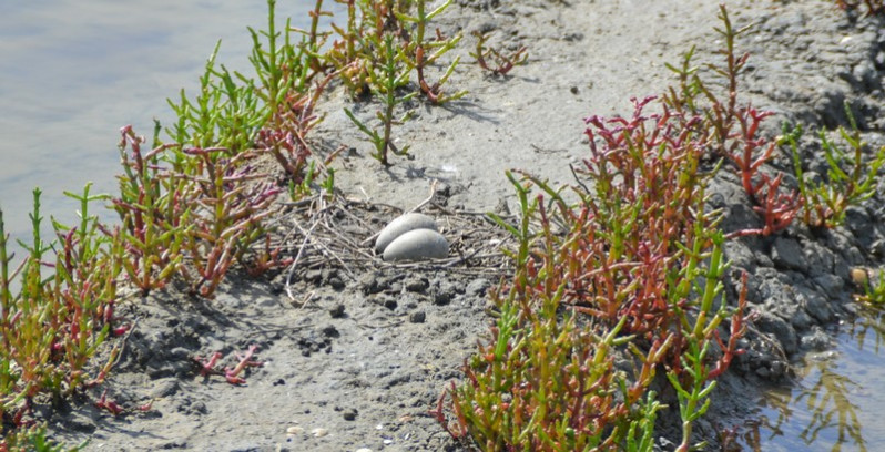 Recurvirostra avosetta œufs