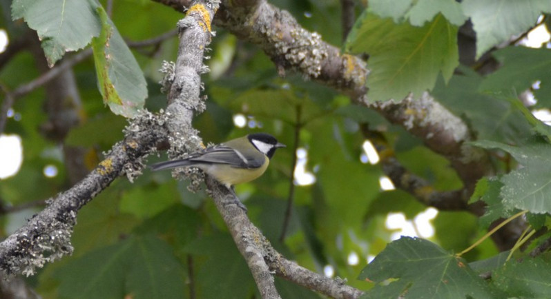Parus major adulte
