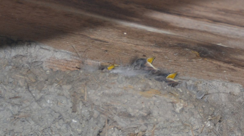Hirundo rustica juvéniles