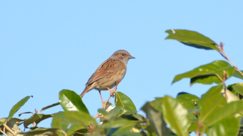Prunella modularis adulte