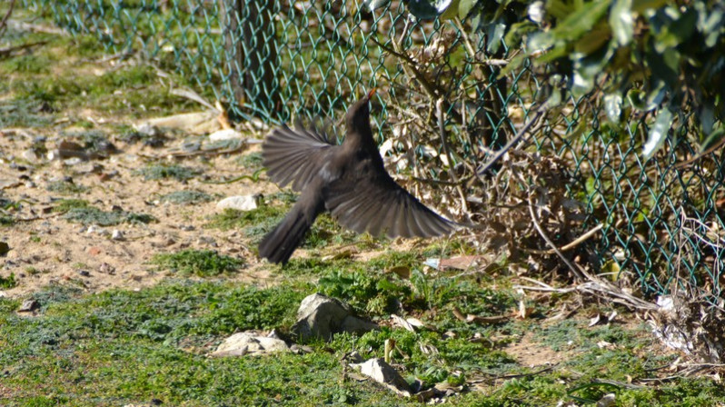 Turdus merula adulte