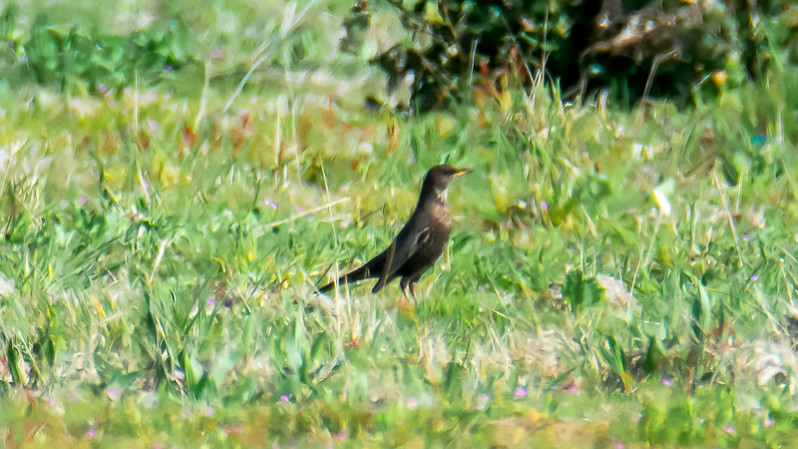 Turdus torquatus