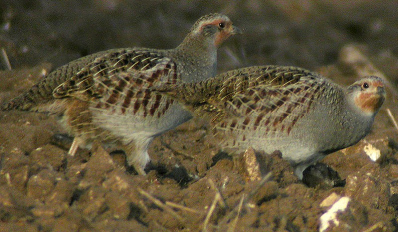 Perdix perdix adulte