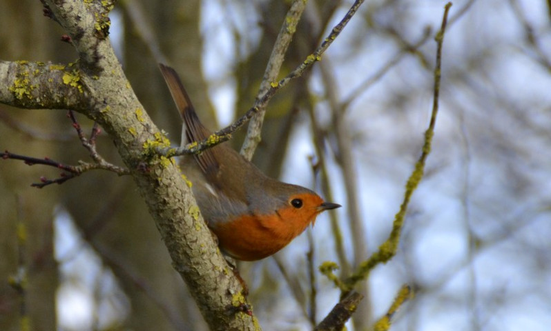 Erithacus rubecula adulte