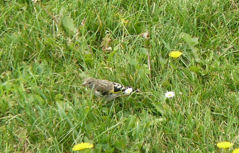 Carduelis carduelis adulte femelle