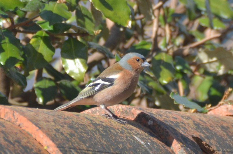 Fringilla coelebs adulte mâle