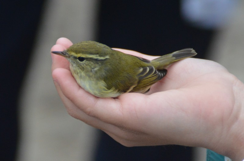 Phylloscopus inornatus (Blyth, 1842)