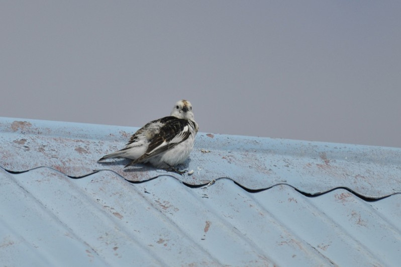Plectrophenax nivalis adulte