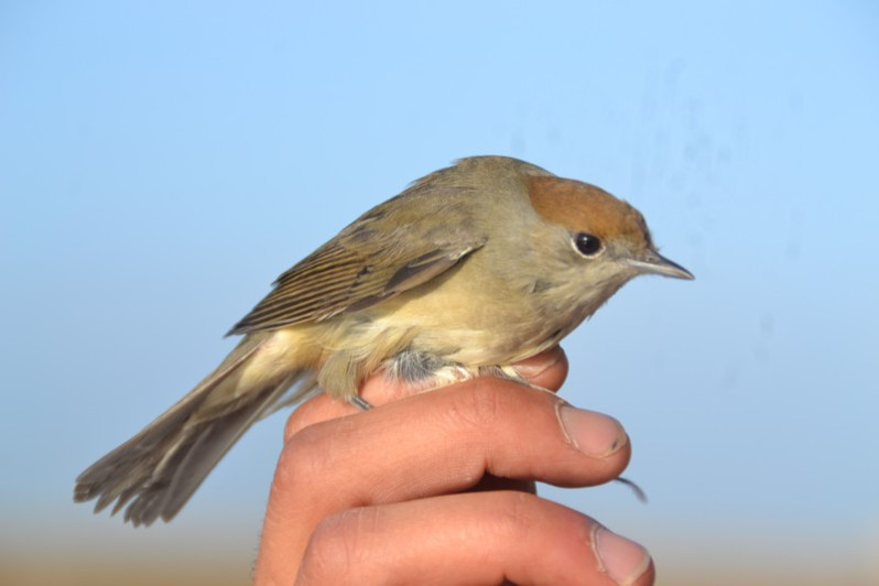 Sylvia atricapilla adulte femelle