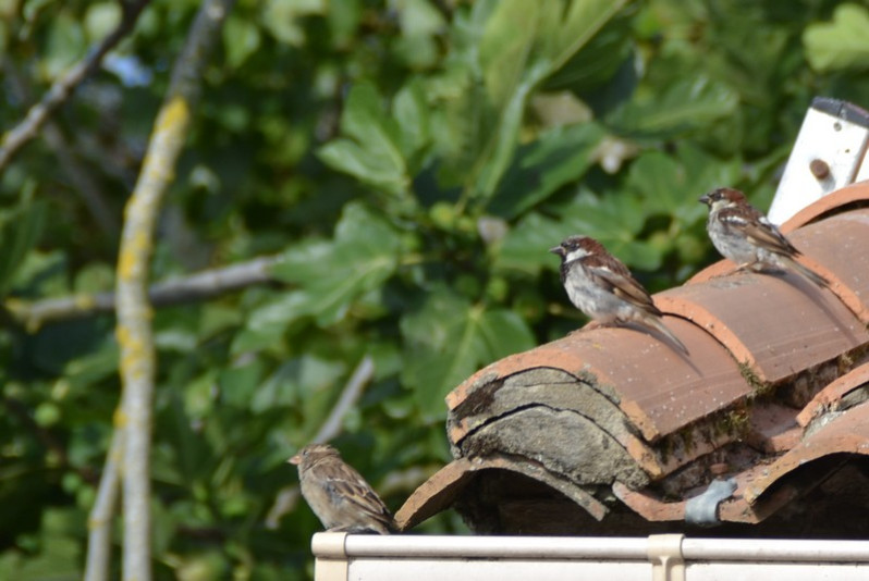 Passer domesticus adultes