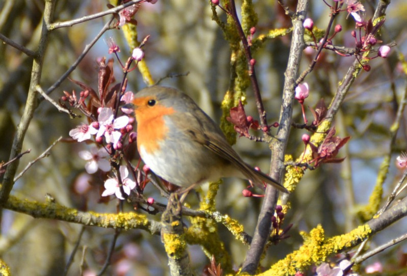 Erithacus rubecula adulte