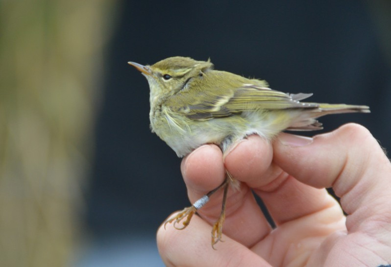 Phylloscopus inornatus (Blyth, 1842)