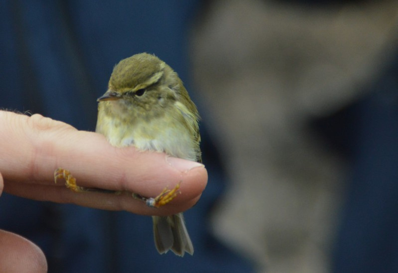 Phylloscopus inornatus (Blyth, 1842)
