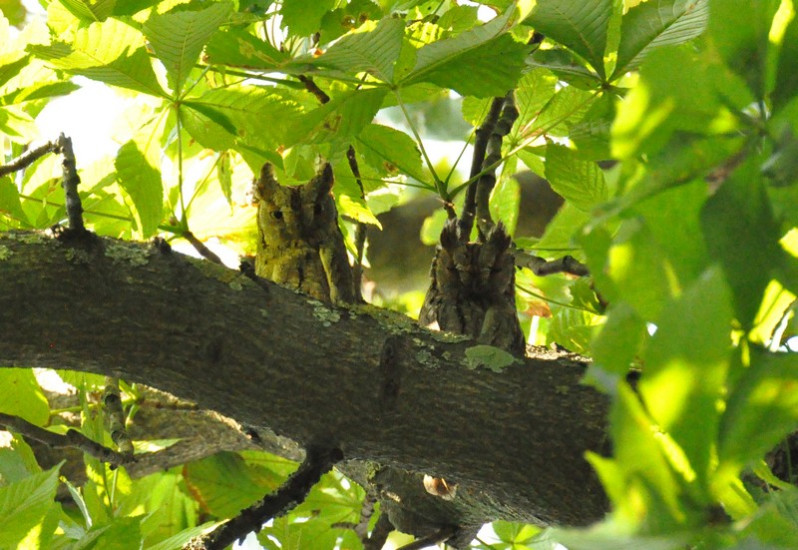 Otus scops adulte