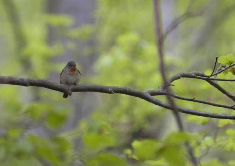 Ficedula parva (Bechstein, 1792)