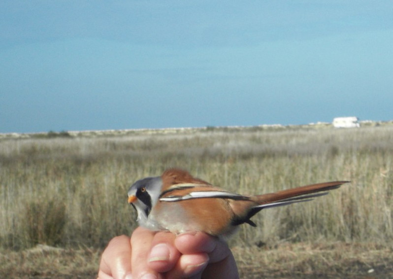 Panurus biarmicus adulte
