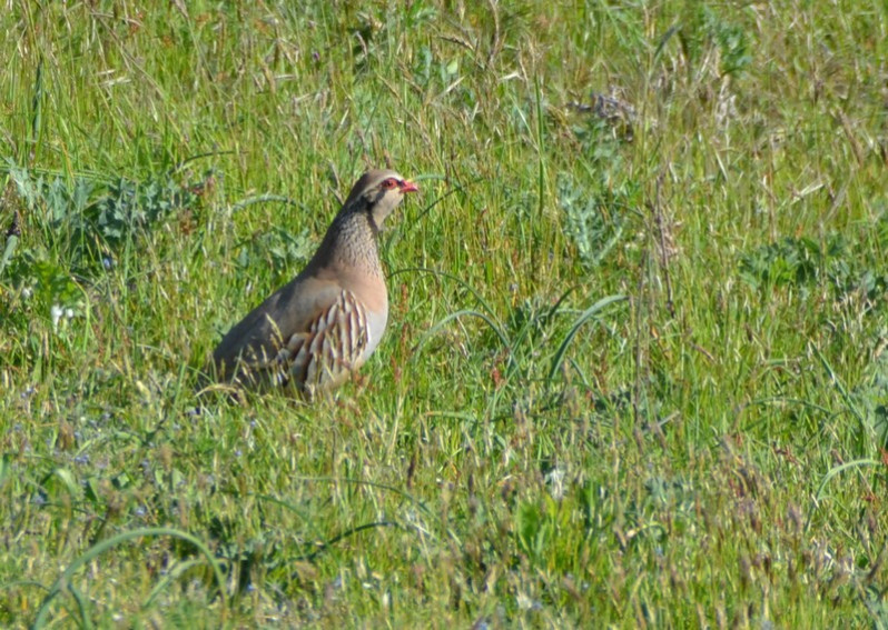 Alectoris rufa (Linnaeus, 1758)