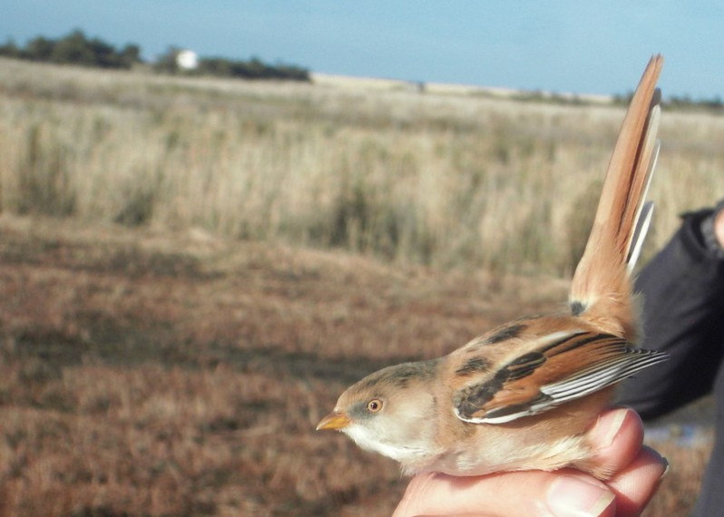 Panurus biarmicus adulte