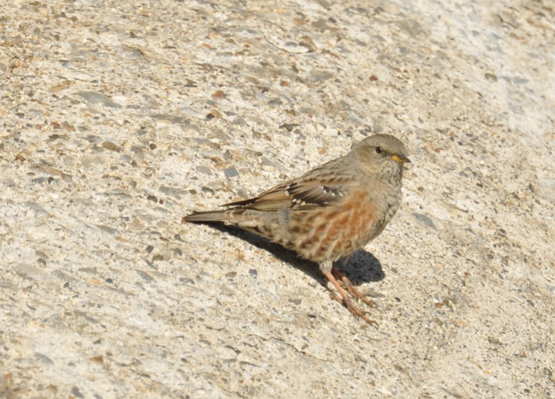 Prunella collaris (Scopoli, 1769)