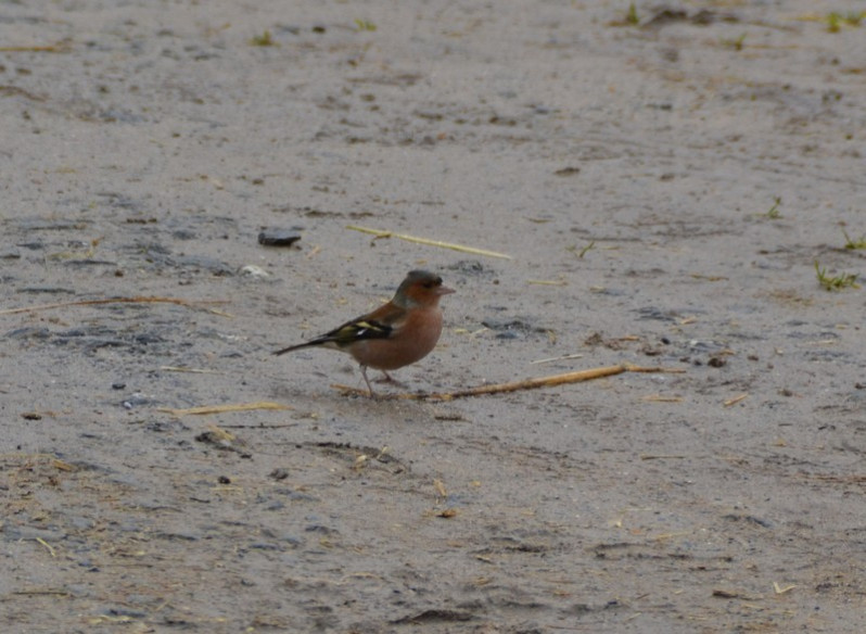 Fringilla coelebs adulte mâle