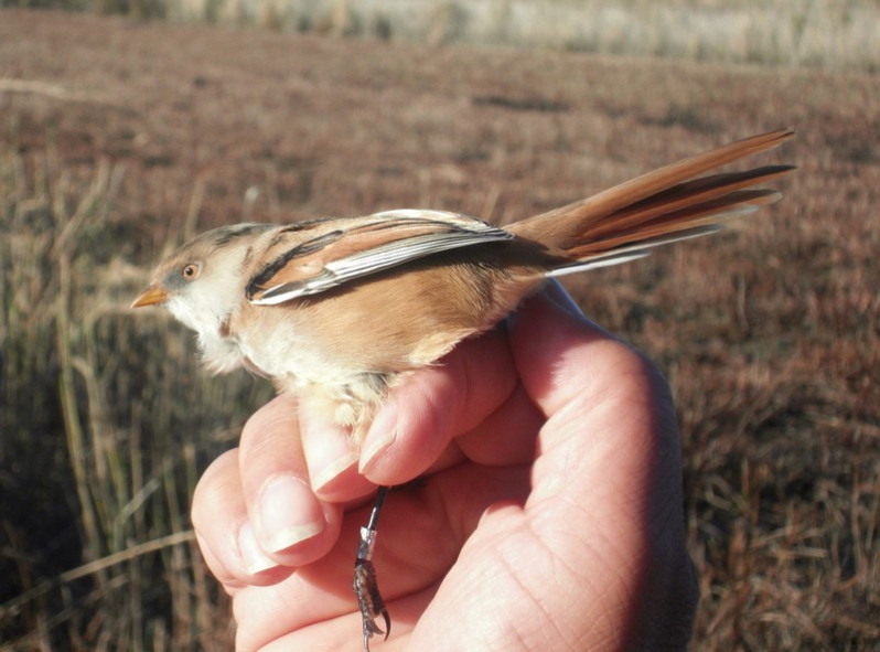 Panurus biarmicus adulte