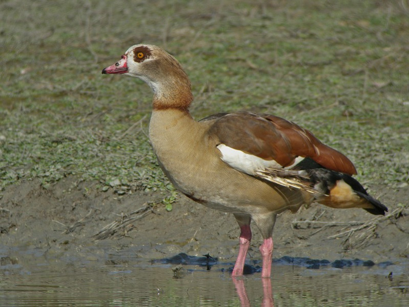 Alochopen aegyptiacus adulte