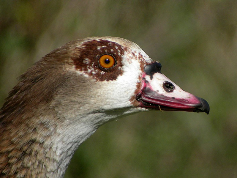 Alochopen aegyptiacus adulte