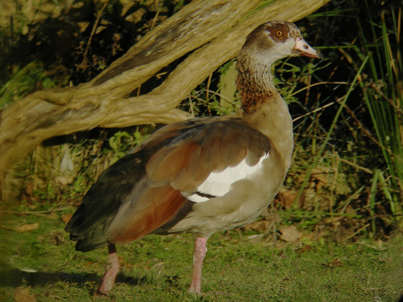 Alopochen aegyptiacus adulte