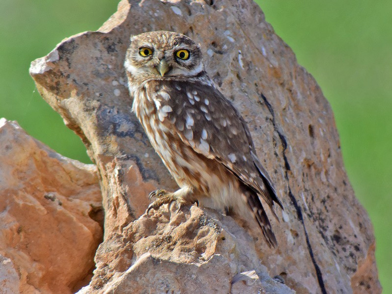 Athene noctua glaux adulte