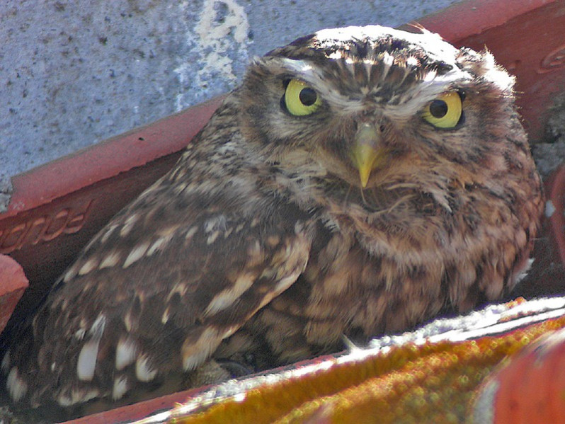 Athene noctua nominale adulte