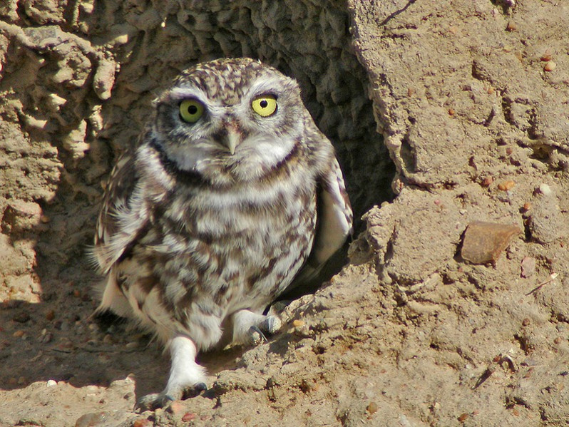 Athene noctua vidaltii adulte