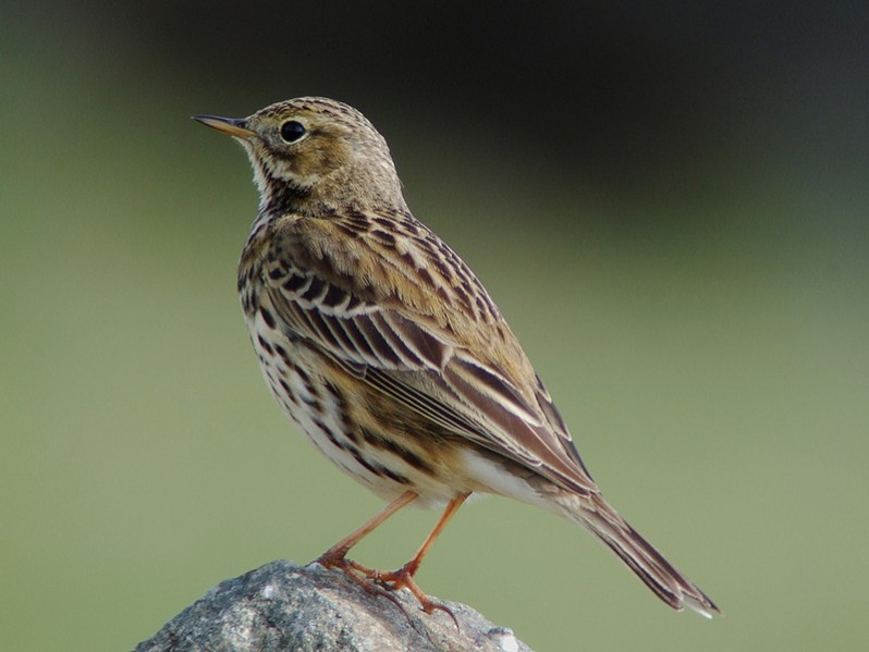 Anthus pratensis adulte